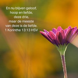 S.J. Braakman Profilfoto