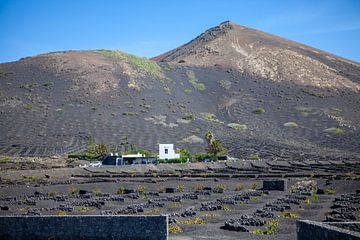 Agriculture in Lanzarote by t.ART