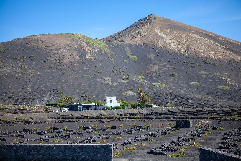 Landbouw op Lanzarote van t.ART