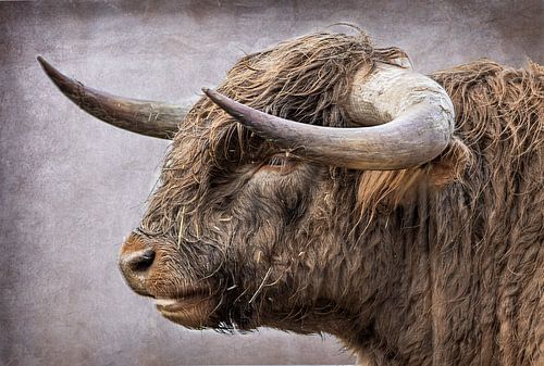 schotse hooglander kop