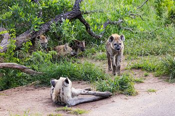 Das spielerische Paket