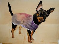 hondje