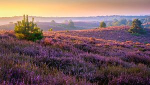 Sonnenaufgang über dem blühenden Heide