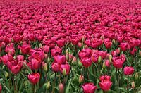 Tulpen in volle bloei