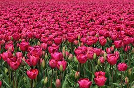 Tulpen in voller Blüte von Corine Dekker