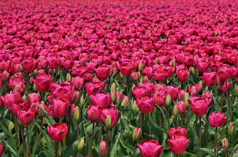 Tulpen in volle bloei van Corine Dekker