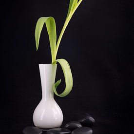 Tulpe in einer weißen Vase mit schwarzen Kieselsteinen von Pascal Raymond Dorland