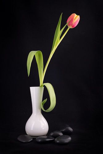 Tulip dans un vase blanc avec des cailloux noirs