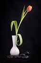 Tulp in een witte vaas met zwarte kiezelstenen van Pascal Raymond Dorland thumbnail