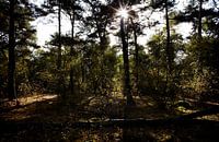 Loonse en Drunense Duinen