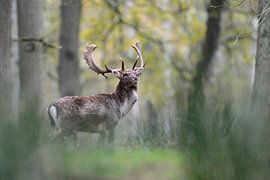 Fallow Deer ( Dama dama ), powerful and strong buck, showing dominant behaviour, Europe.