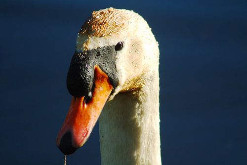 De zwaan