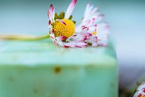 duftende Naturseife und Gänseblümchen