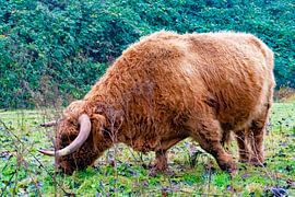 Scottish Highlander 800kg muscles