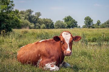 Roodbonte koe ligt herkauwend in het gras van Ruud Morijn
