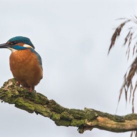 Eisvogel von Johan van Veelen