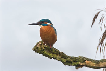 IJsvogel