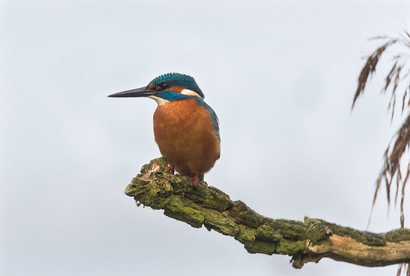 Kingfisher  by Johan van Veelen