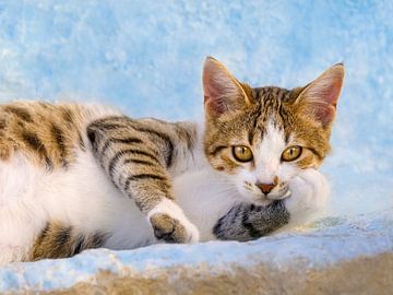 Lazy Kitten on a blue wall by Katho Menden