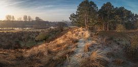 Dune landscape in Panorama (amsterdam water supply dunes)