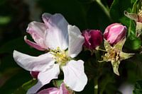 Appelbloesem
