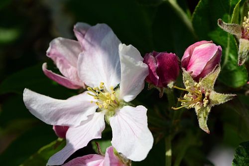 Apple blossom