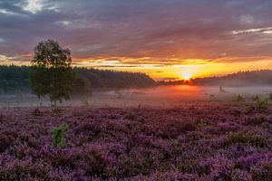 Bruyère pourpre sur The Teut à Zonhoven