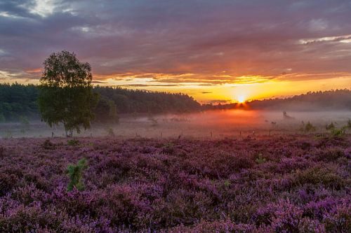 Paarsgekleurde heide op De Teut in Zonhoven