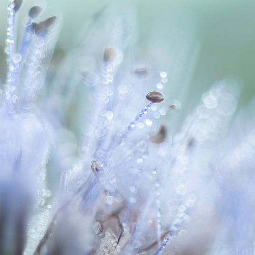 Ochtend Dauw | Artistieke Natuurfotografie