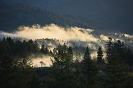 Nebelmorgen im Schwarzwald von Max Schiefele Miniaturansicht