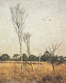 Turnhout ven von Patrick Reinquin