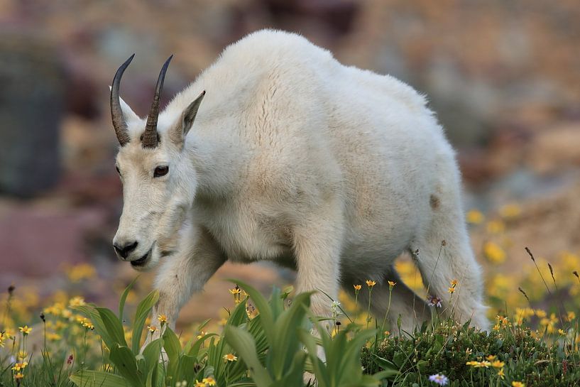 Schneeziege (Oreamnos americanus), Glacier National Park, Montana, Rocky Mountains,USA von Frank Fichtmüller