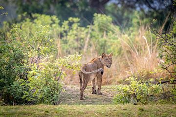 Leeuw in het afrikaanse groen van Jack Soffers