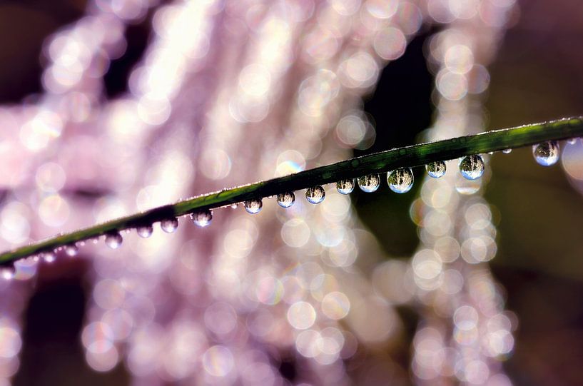 Row of drops before reflecting drops by Nicc Koch