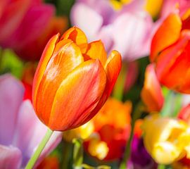 Tulips flowers by ManfredFotos