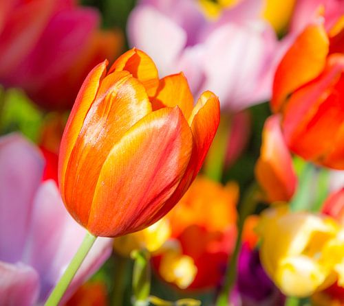Fleurs de tulipes