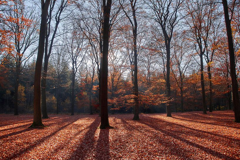 Herfst kleuren in tegenlicht van Ad Jekel