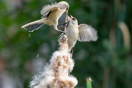 Zwei Pendelmeisen im Kampf von Michelle Peeters