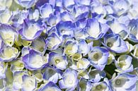 schermbloem van de hortensia, blauw van Rietje Bulthuis thumbnail