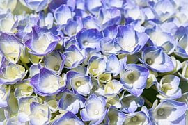  screen flower hydrangea, blue by Rietje Bulthuis