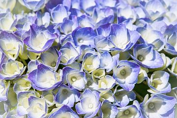 schermbloem van de hortensia, blauw van Rietje Bulthuis