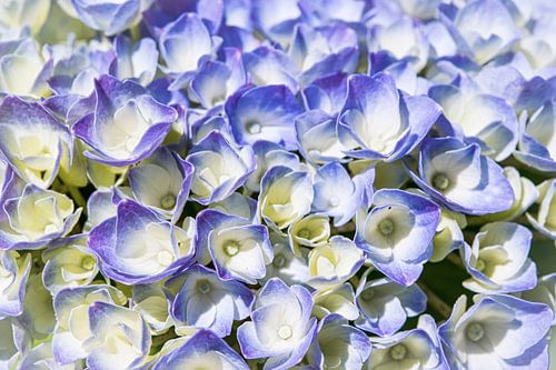 screen flower hydrangea, blue by Rietje Bulthuis