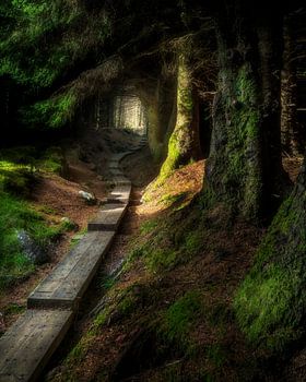 path into the light
