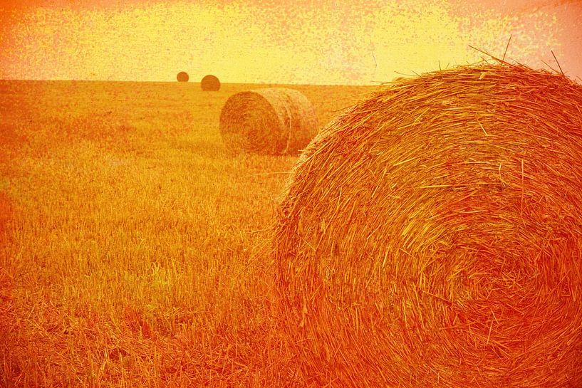 vintage hay - hay by -BLOOS-