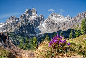 Mountain landscape "Mountain & Gentian" by Coen Weesjes