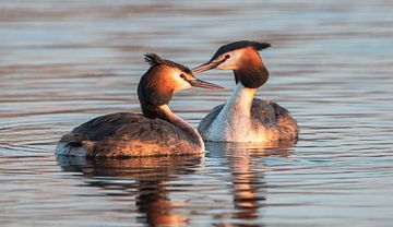 2 verliebte Haubentaucher von Sjardee Visser