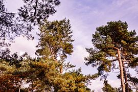 Autumn Trees 2 - Loonse en Drunense Duinen von Deborah de Meijer