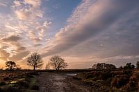Ballooërveld