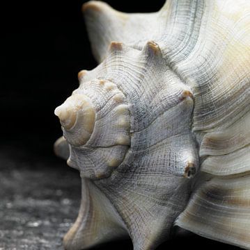 Sea slug by Achim Prill