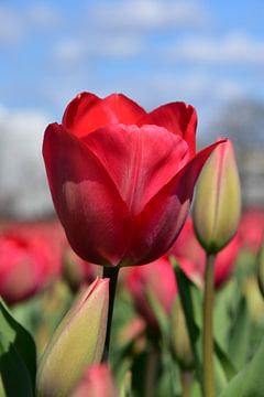 Rote Tulpe von Rika Roozendaal